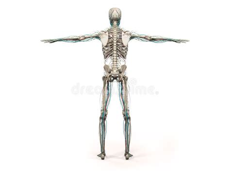 Human Anatomy Showing Back Full Body Head Shoulders And Torso Stock