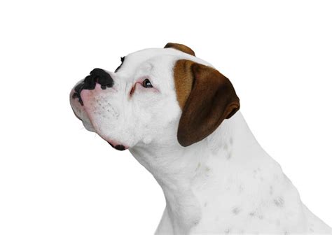How To Fix Tear Stains In White Boxer Dogs Permanently Boxer Dog