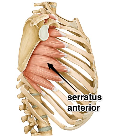Serratus Anterior Muscle Of The Month At Serratus