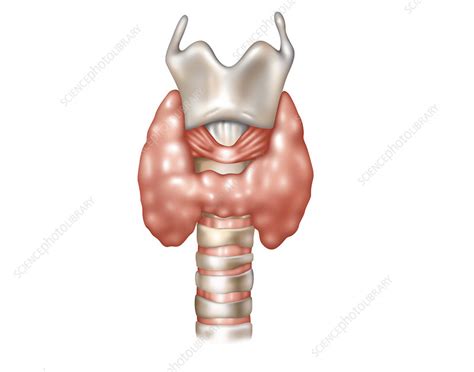 Thyroid Anatomy Illustration Stock Image F0317412 Science Photo