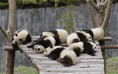 Bears Sleeping Panda Panda Bear Giant Panda