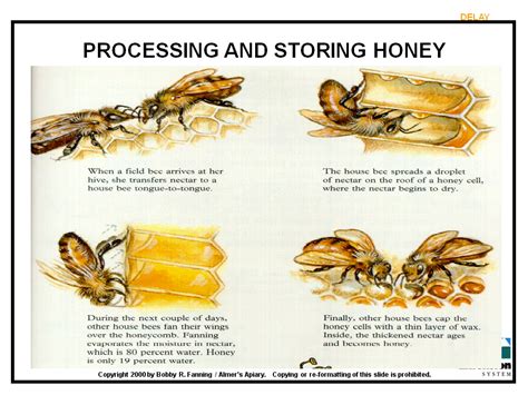 Honey Bee Entomology Project 6