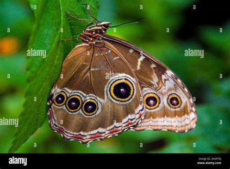 Swiss Canton Fribourg Kerzers Papiliorama Butterfly Stock Photo Alamy