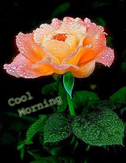 Lovely And Beautiful Good Morning Wallpapers Duul Wallpaper