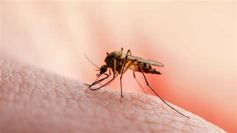 Malaria Symptoms Treatment And Prevention Ausmed