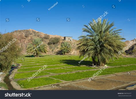 Beautiful Farm Field Taif Saudi Arabia Stock Photo