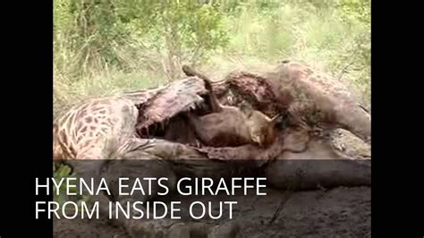 Hyena Savagely Eats A Giraffe Youtube