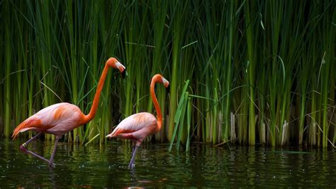 Flamingo Wallpapers Hd Wallpaperwiki Pink Flamingo Wallpaper Bird