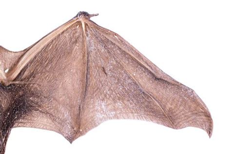 Wrinkle Faced Bat Wings