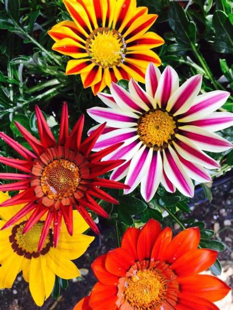 7 Easy To Grow Winter Flowering Plants To Bring Colour