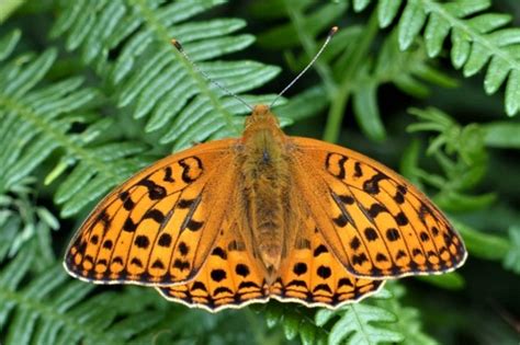 Bumper Numbers Of High Brown Fritillary Butterflies