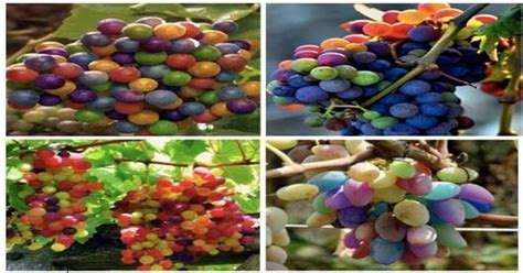 Rainbow Grapes Can Occur As Grapes Ripen And Turn From Green To Purple