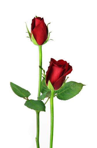 Pair Of Red Roses Isolated On White Upright Close Stock Photo