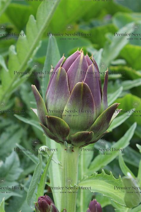 Artichoke Italian Violetta Chioggia Artichoke Premier Seeds Direct Ltd