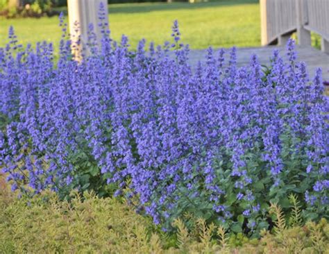 43 Best Perennials Flowers For Full Sun Borders And Shade