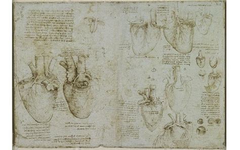 Leonardo Da Vinci Anatomist The Queens Gallery Review