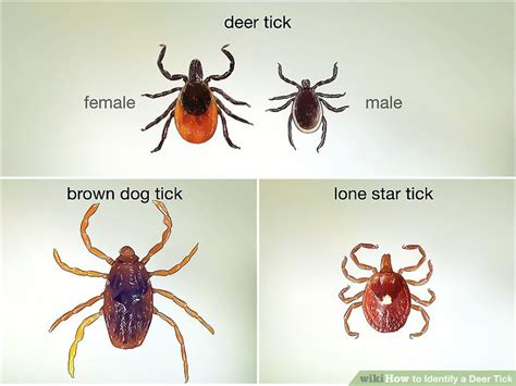 How To Identify A Deer Tick 6 Steps With Pictures Wikihow