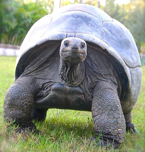 How Long Do Pet Tortoises Live Parote