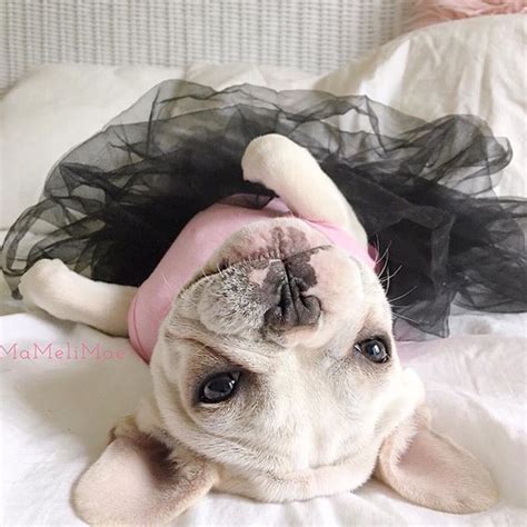 Pedigree database french bulldog » ma belle. Ma-Meli-Mae, the French Bulldog Ballerina | Super cute ...