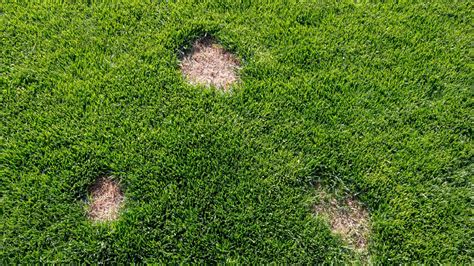 Lawn Fungus Identification Guide Which Common Fungal Disease Is In Your Grass Lawnstar
