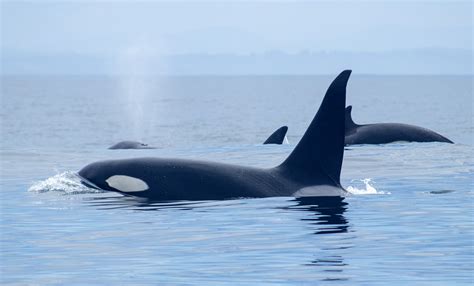 Extraordinary Places To See Wild Orcas Dolphin Project