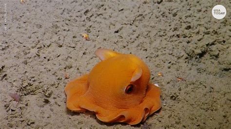 Dumbo Octopus Swims With Its Ears