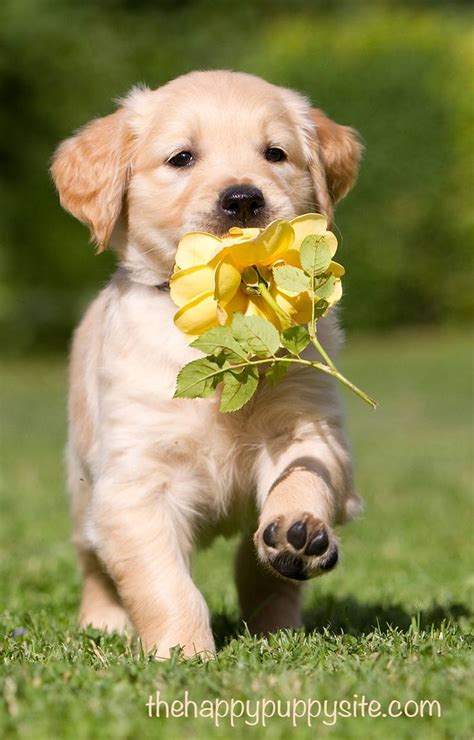 What To Look For When Buying A Puppy The Happy Puppy Site Cute