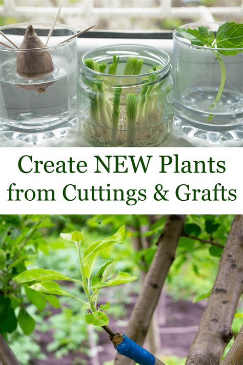 How To Propagate Plants Stem Cuttings Rooting Plants And Using