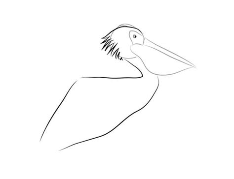 How To Draw A Pelican With A Pencil Step By Step Drawing Tutorial