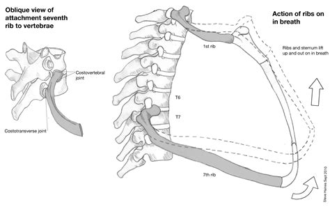 Start studying anatomy of the rib. explain how the ribs is attached to the spine? | Yahoo Answers