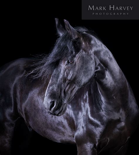 Windswept By Mark Harvey Friesian Horse Photography Dramatic Art