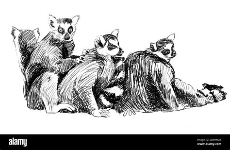 Group Of Lemurs Pencil Sketch Madagascar Hand Drawn Pencil