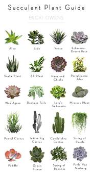 Best Of Blog Indoor Plants Becki Owens
