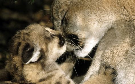 Cougar And Her Cub Image Abyss