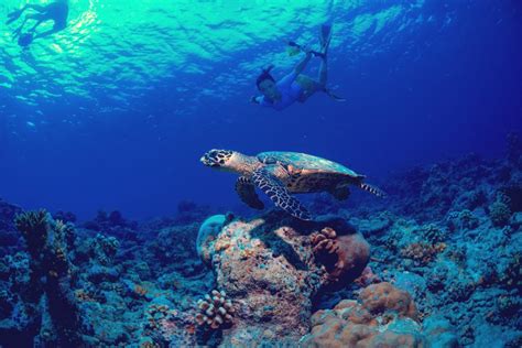 Best Turtle Snorkeling Locations In Hawaii Homeyhawaii