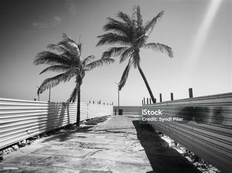 2 Palm Trees And Metal Fence Isla Mujeres Mexico Stock Photo Download