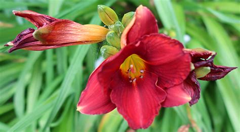 Raspberry Daylily