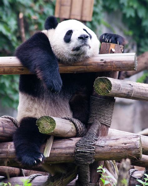 Giant Panda In Chengdu Photograph By Jerry Weinstein Pixels