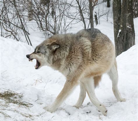 How Do Wolves Communicate International Wolf Center