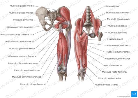 Extremidad inferior Huesos músculos nervios vasos Kenhub