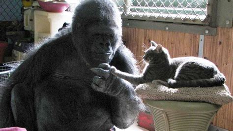 Koko The Gorilla Who Knew Sign Language Dies At 46 The Yeshiva World