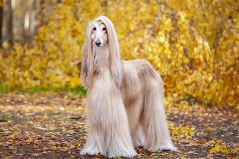 Long Haired Dog Breeds The Smart Dog Guide
