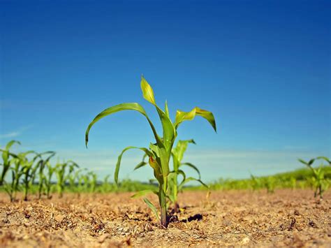 Details 48 Cuáles Son Los árboles Que Absorben Más Dioxido De Carbono