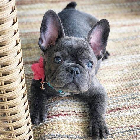 The french bulldog (often called the frenchie) is one of the most popular small dog breeds. French bulldog puppies, French bulldog, Mini french ...