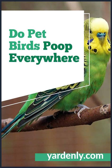 Do Pet Birds Poop Everywhere