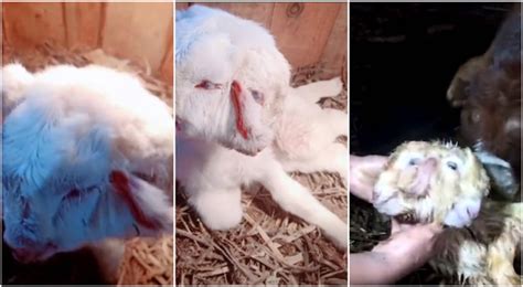 Mutant Goat Born With Human Face Is Being Worshipped As An Avatar Of God Daily Star