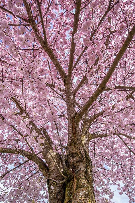 Pink Cherry Blossom Tree Photograph By Pierre Leclerc