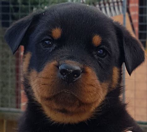 Join our amazing #rottweiler community! STUNNING REPEAT MATING OF ROTTWEILER PUPPIES | Castleford ...