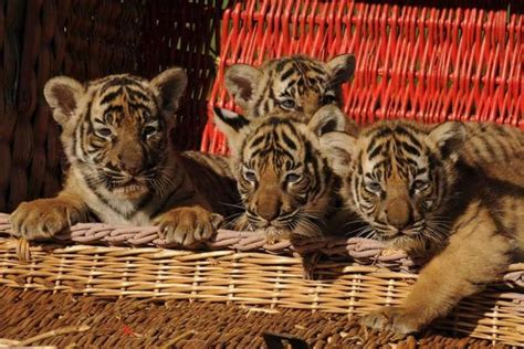 Pokazali Małe Tygryski Są Słodkie