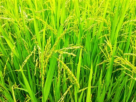Paddy Cultivation In Sri Lanka Stock Photo Image Of Srilanka